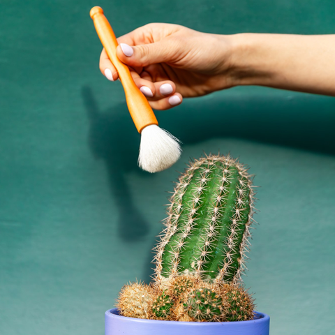 Cactus Dusting Brush - 2 pack