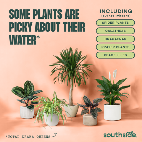 Houseplant Tap Water Conditioner