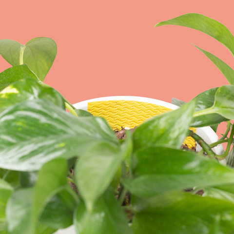 Gnat Sticky Traps with Tin Box - 16 pk