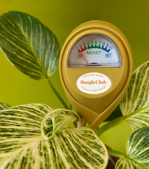 Jungle Club Moisture Meter