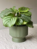 Solah Pattern Lightweight Planter Pot with Drip Tray