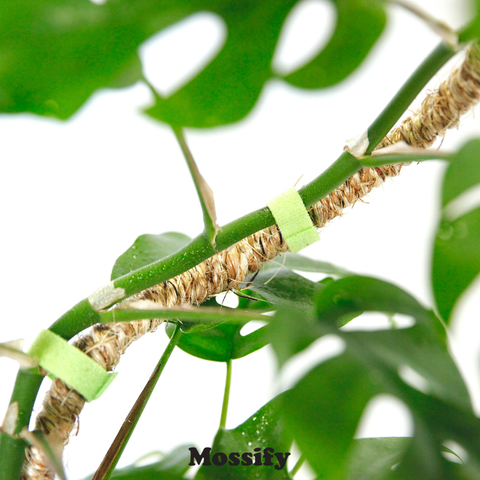 Original Bendable Coir Pole™ - Climbing Plants