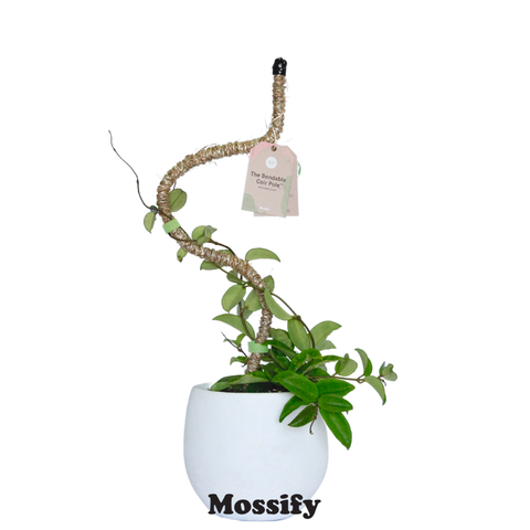 Original Bendable Coir Pole™ - Climbing Plants