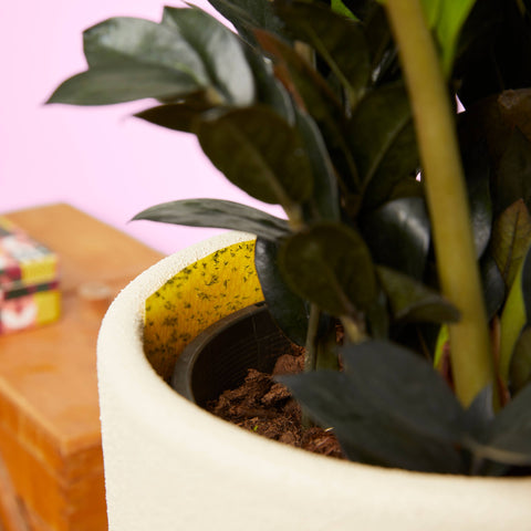 Gnat Sticky Traps with Tin Box - 16 pk