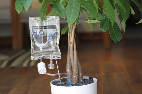 Plant Life Support Houseplant Watering Device