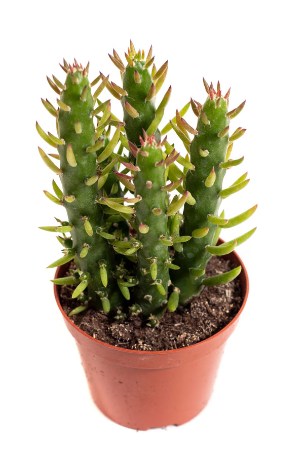 Austrocylindropuntia Subulata - 'Eve's Needle' Cactus