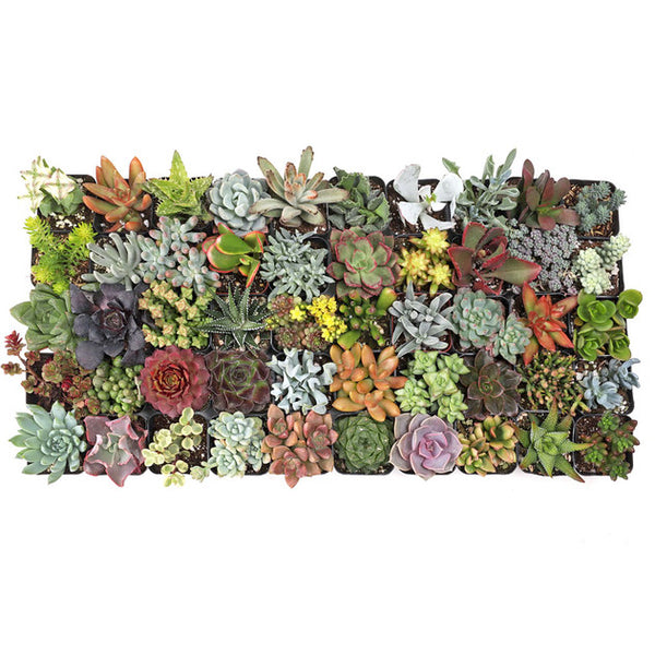 2" Succulents - Assorted Variety