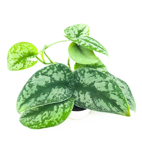 Pothos 'Silver Splash' 4"