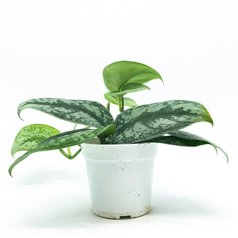 Pothos 'Silver Splash' 4"