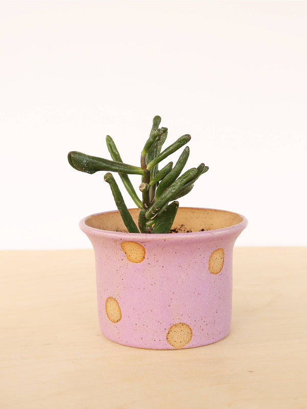 Small Polka Dot Ceramic Planter