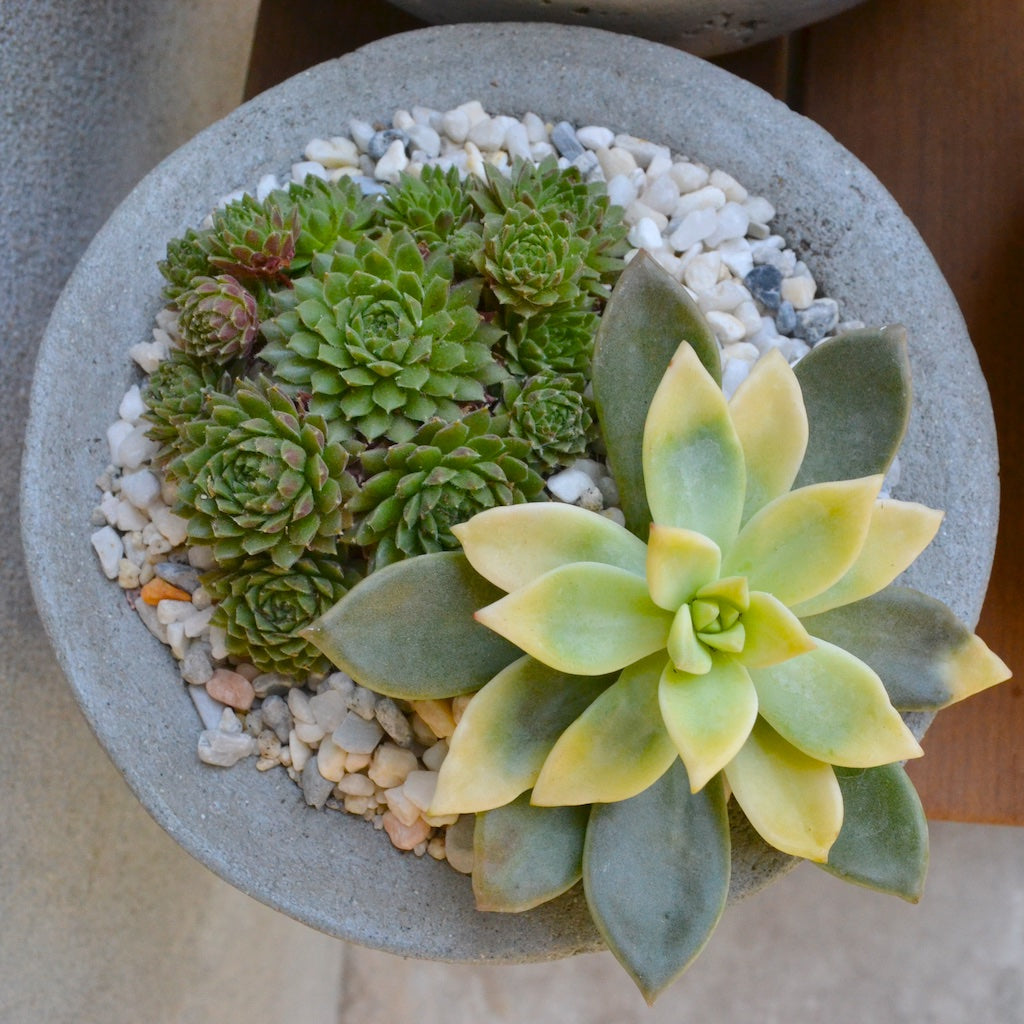 Succulent planting of an aeonium and sempervivum in a concrete bowl.