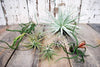 An assortment of air plants on a wooden table.