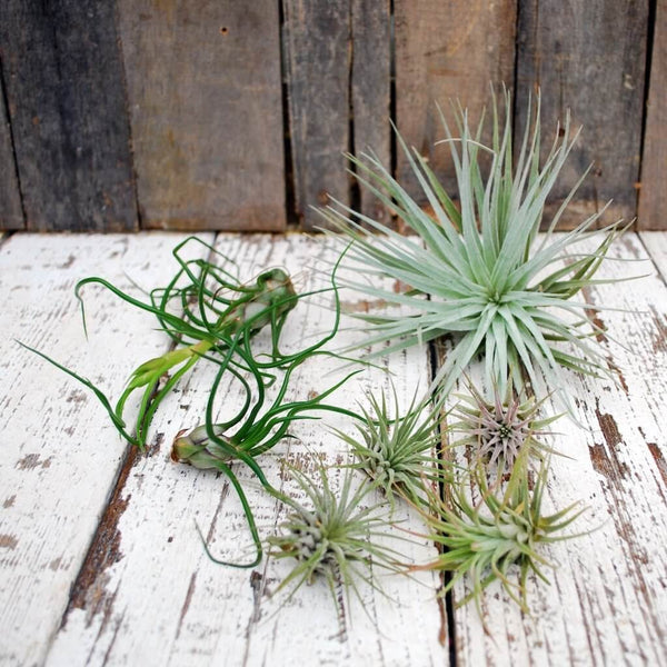 An assortment of air plants on a wooden table.