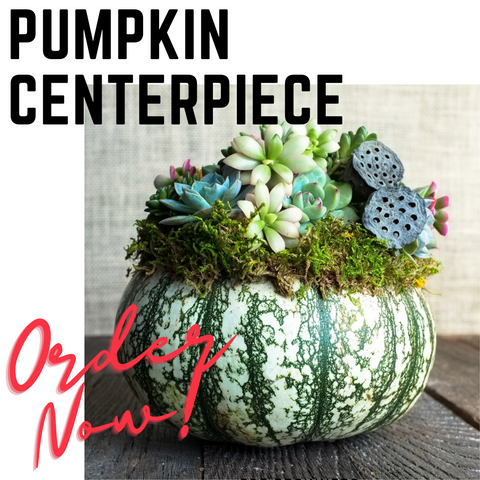 Pumpkin centerpiece covered in succulents